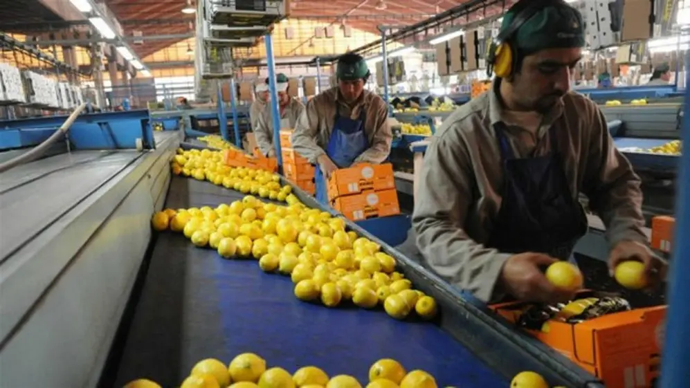 San Miuguel es considerada la mayor citrícola de Argentina y la principal productora de limones del mundo 