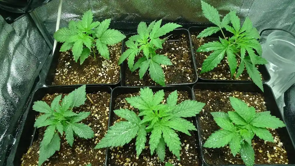 Los productores privados de cannabis deben estar habilitados por Anmat.