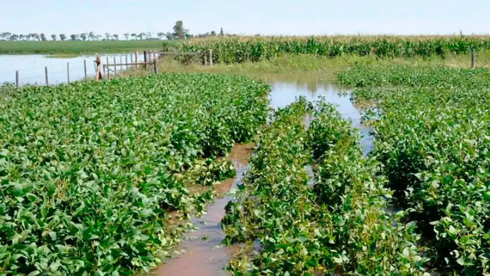 La llegada de las lluvias trae nuevamente optimismo sobre que este año pueda darse un salto exportador en el rubro agrícola