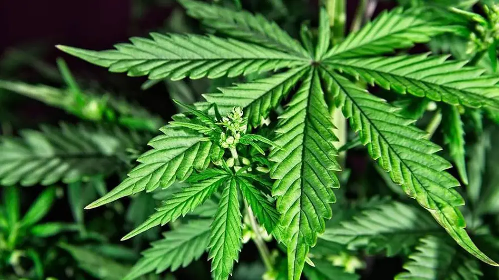El Gobierno legalizó el autocultivo de Cannabis para uso medicinal 
