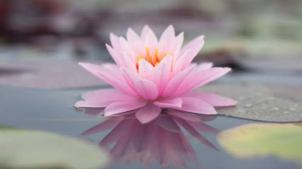 La flor de loto es la única que es fruto y flor a la vez
