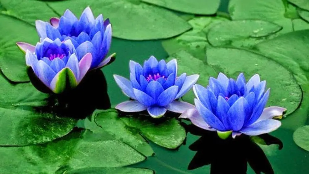 El color de la flor de loto tiene distintos significados