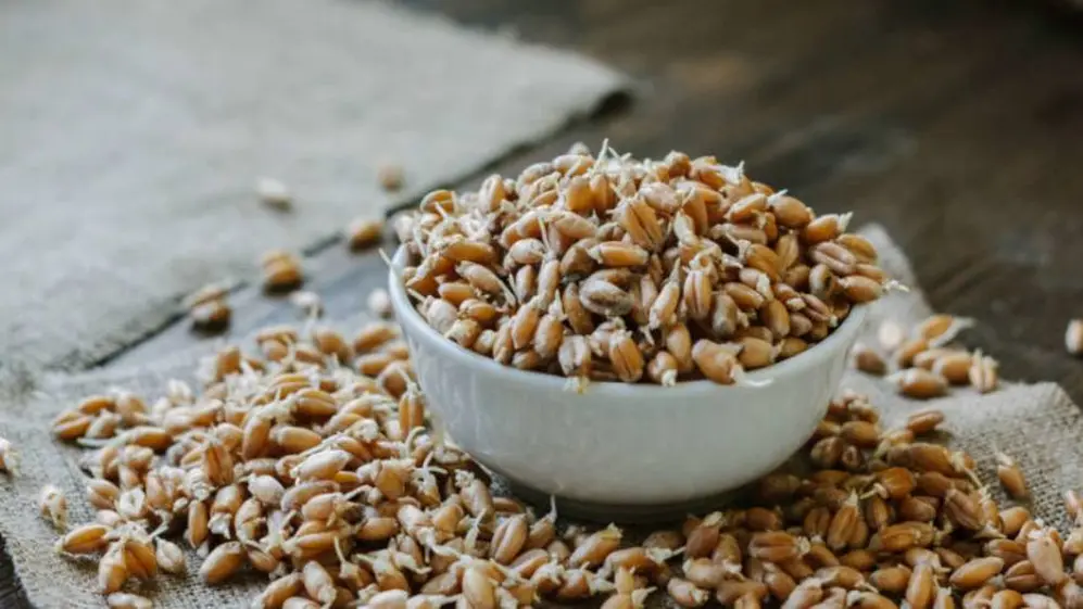 El germen de trigo es uno de los alimentos con proteínas vegetales que se recomienda consumir