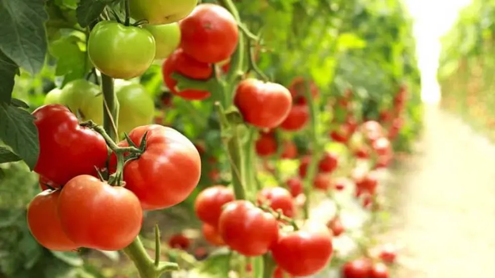 El tomate se puede sumar a cualquier comida