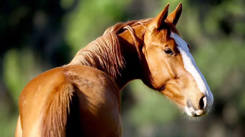 Se estima que en Argentina se clonan alrededor de 400 caballos por año