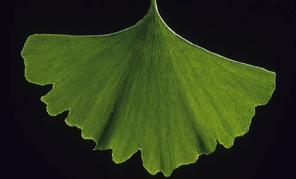 Las hojas de Ginkgo Biloba, puramente verdes
