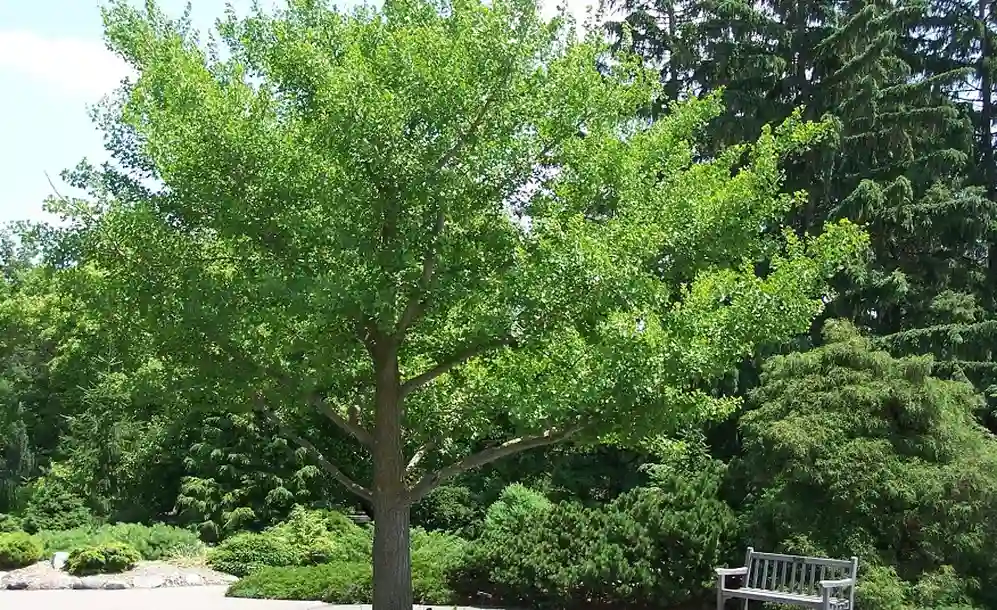 Así es el árbol de Ginkgo Biloba.