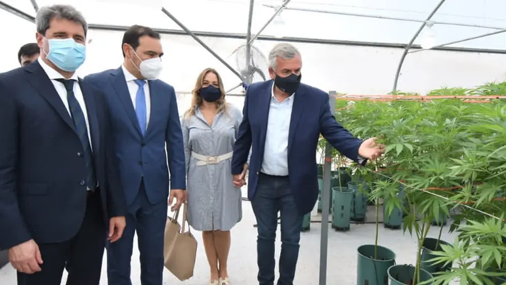 Gobernadores posan junto a las plantas de marihuana.