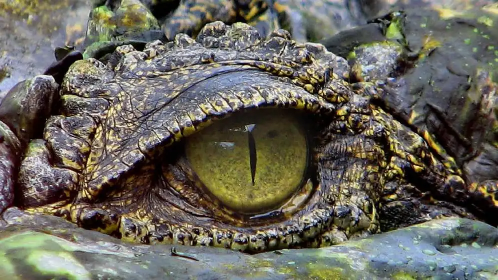 El cocodrilo tiene una secreción que se conoce como lágrimas
