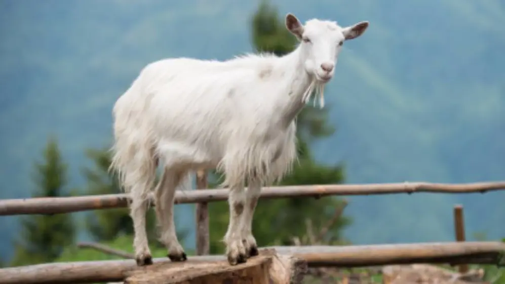 El origen ser el chivo expiatorio tiene una historia ancestral