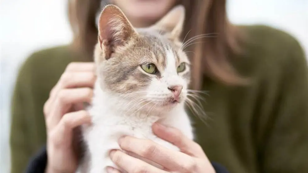 La mayoría de los rastreadores tienen dificultades para monitorear gatos.
