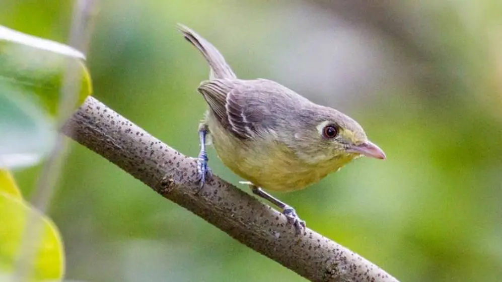 ¿Cuál es el origen de la frase me lo contó un pajarito?