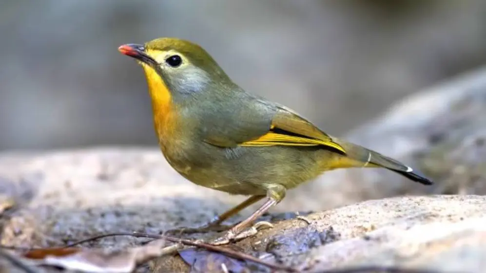 Este es el origen del dicho me lo contó un pajarito