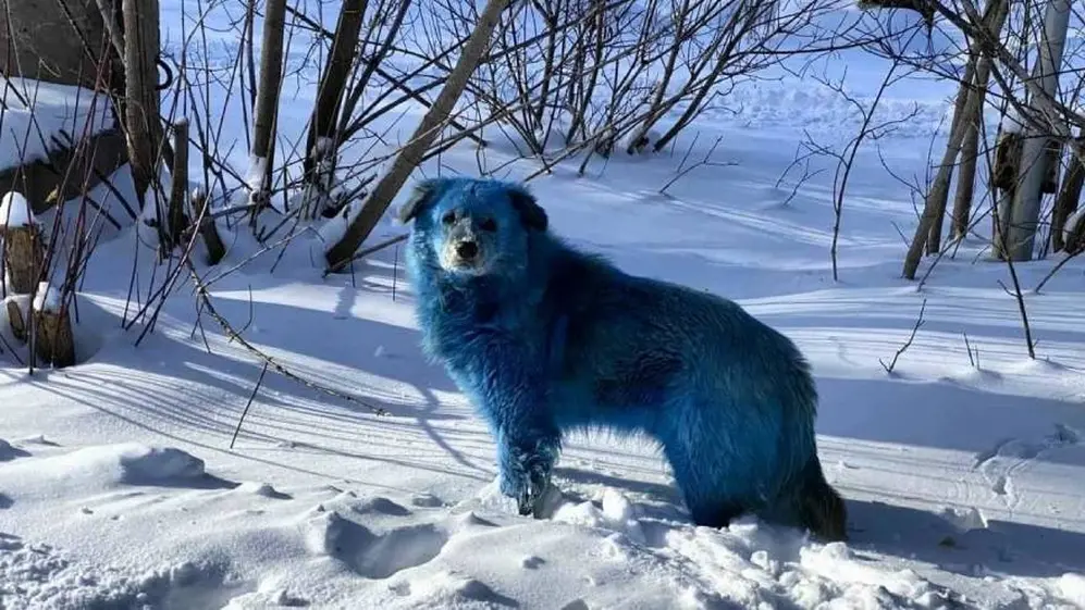 El pelaje de los perros es de color azul radiante