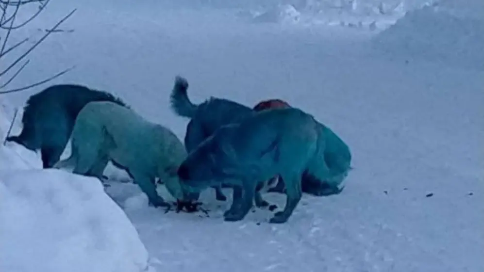 Los perros azules aparecieron en una localidad rusa