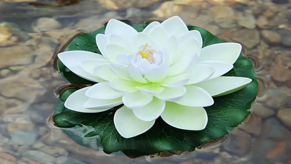 El significado de la flor de loto blanca, relacionada con el espíritu.