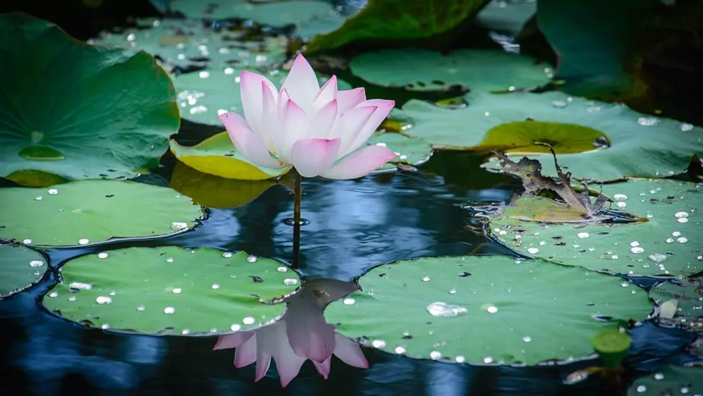 El significado de la flor de loto en su hábitat.