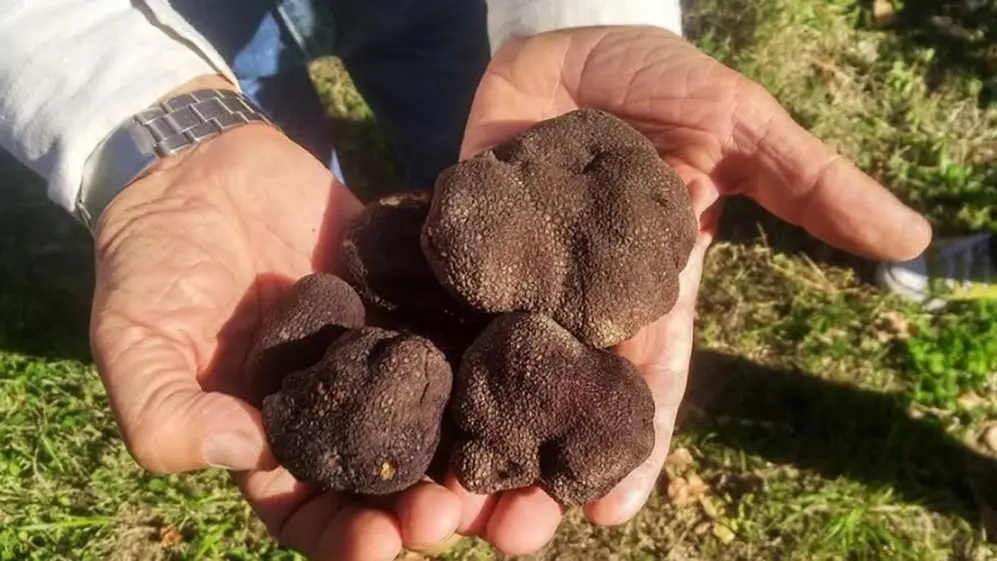 Trufas, el 