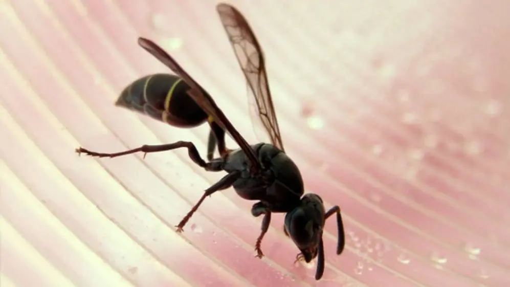 A veces soñar con insectos puede implicar que aparecen avispas en los sueños