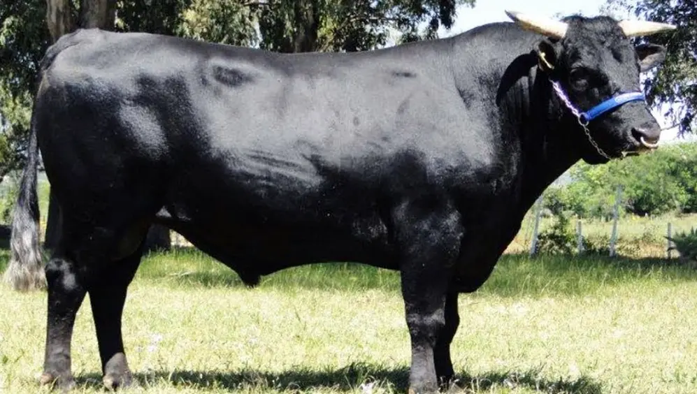 El vacuno que da vida a la carne Kobe.