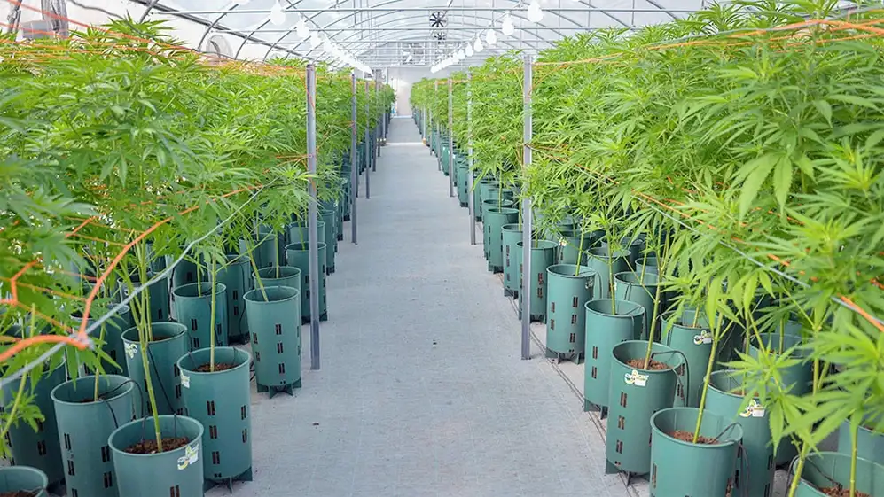 Oro verde: el entusiasmo por el cannabis llevó a miles a una estafa piramidal.