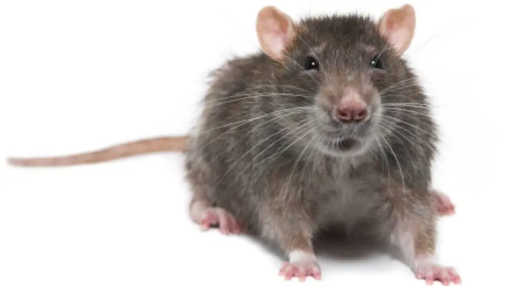Soñar con ratas grises podría tener una interpretación particular