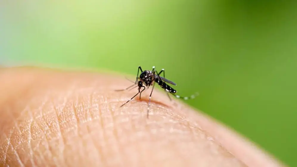 Los mosquitos volvieron a invadir el AMBA