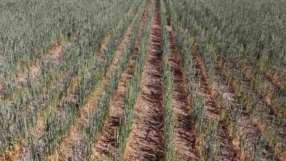 El calor está impactando fuerte en el campo