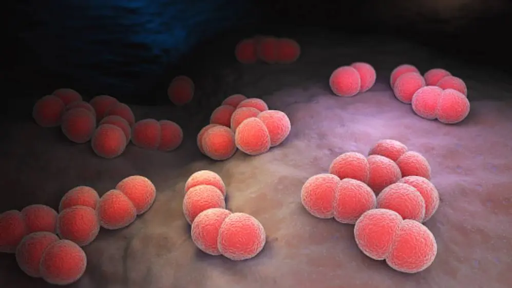 La bacteria Neisseria meningitidis