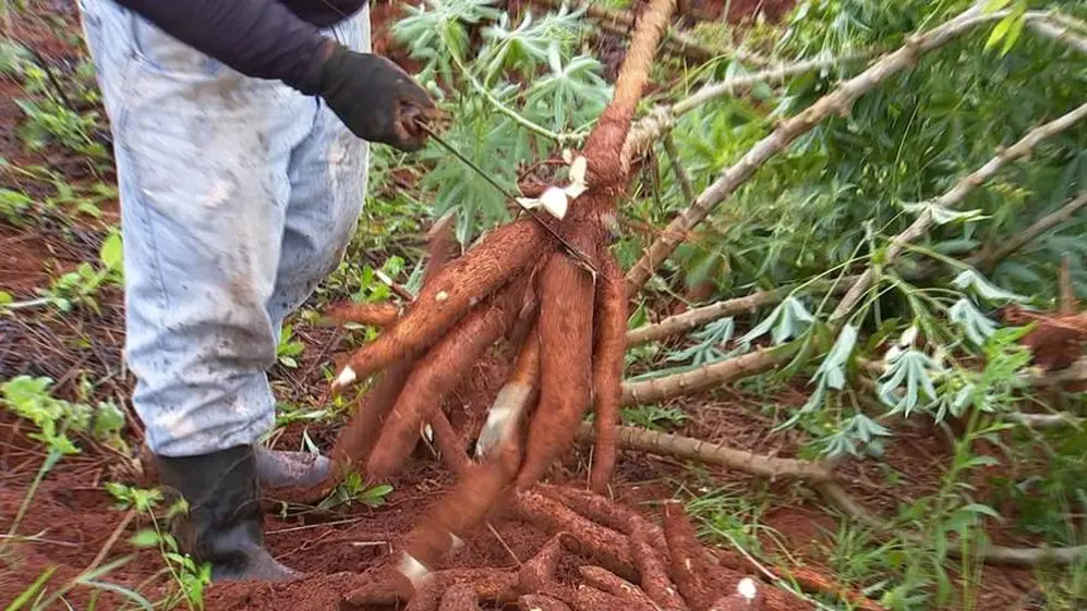 La mandioca se cultiva