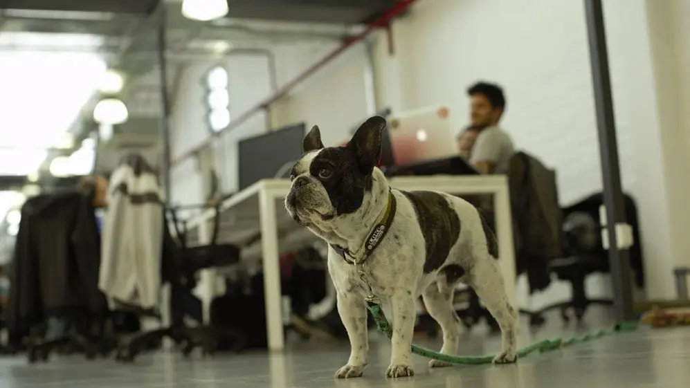Mascotas en las oficinas de Eventbrite en Mendoza