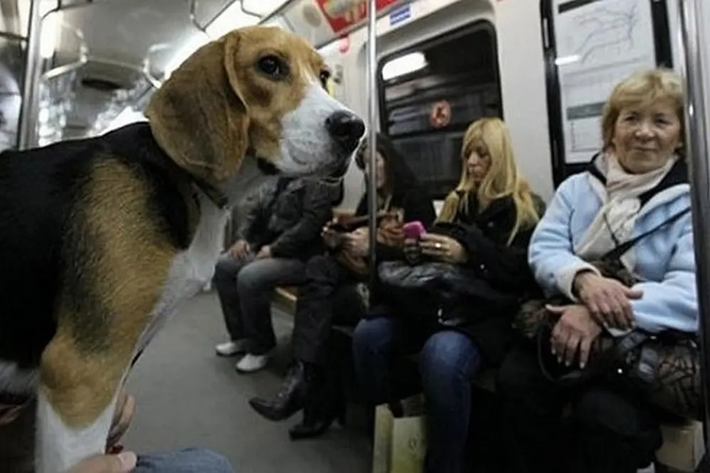 desde el 18 de febrero del 2017 rige la ley que permite viajar con mascotas domesticas en el Subte