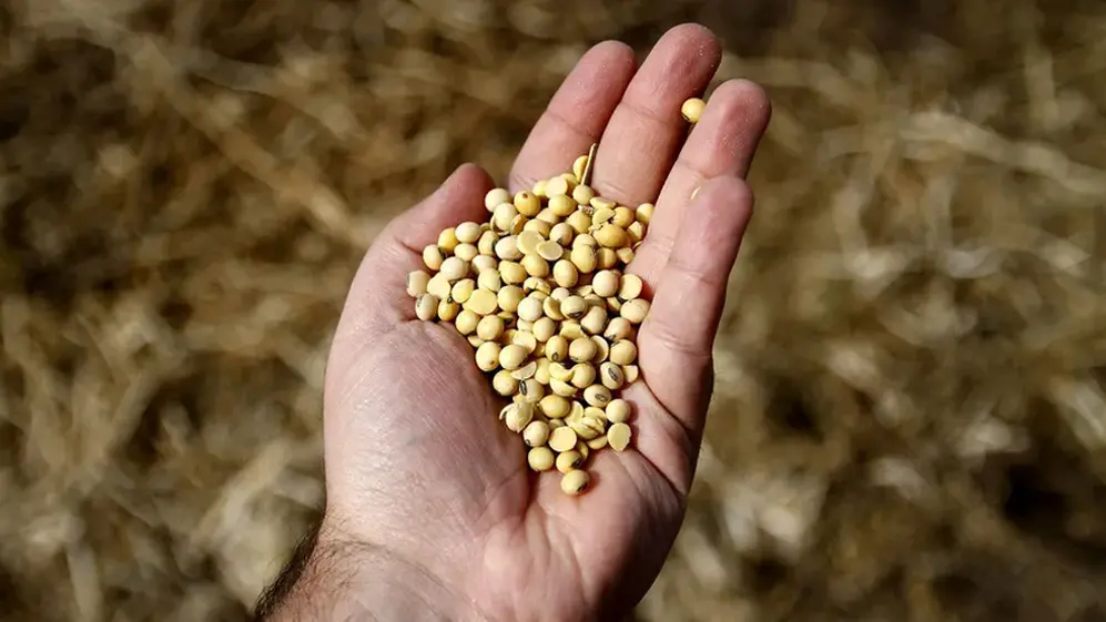 Soja: la maniobra de las cerealeras