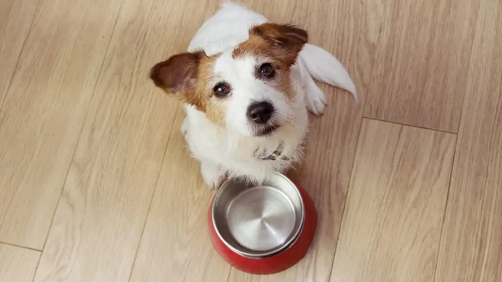 Invertir en franquicias de mascota es un negocio 