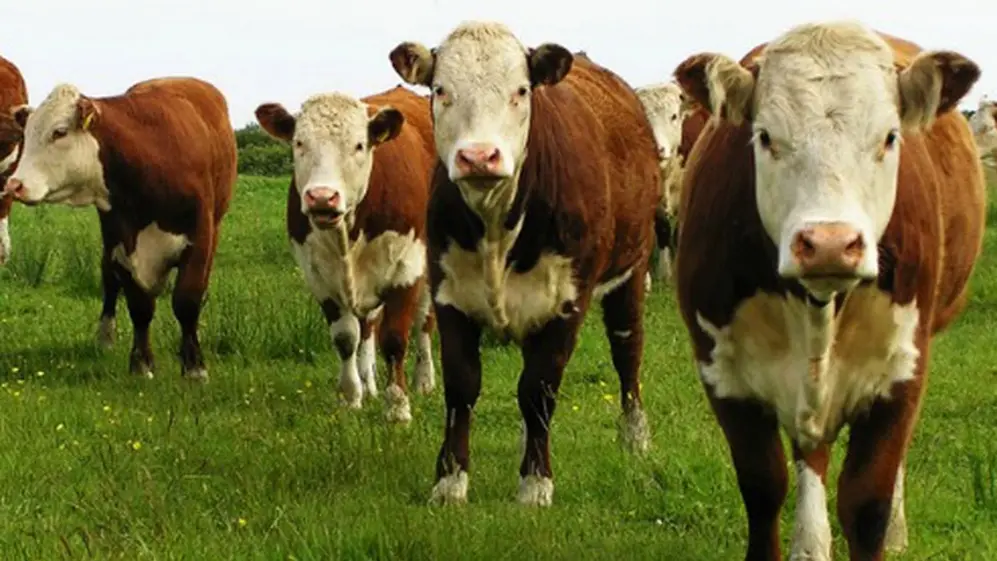 Qué medidas pide la Industria de Carnes para generar más empleo