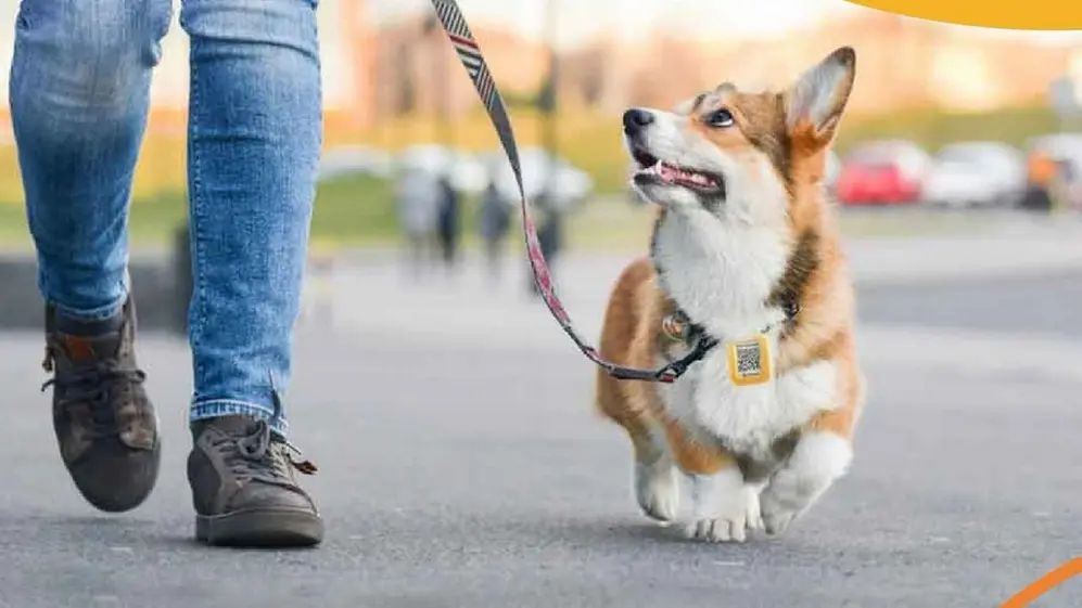 Escaneando el código QR de la placa identificadora, rápidamente cualquiera puede encontrar al tutor de la mascota extraviada