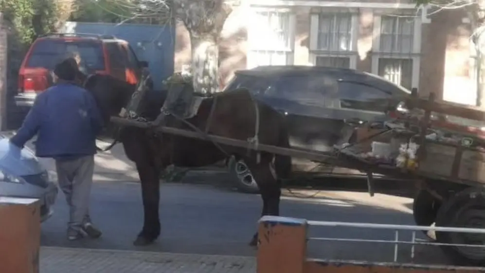Por maltrato de equinos la ley establece entre 15 días y 2 años de prisión