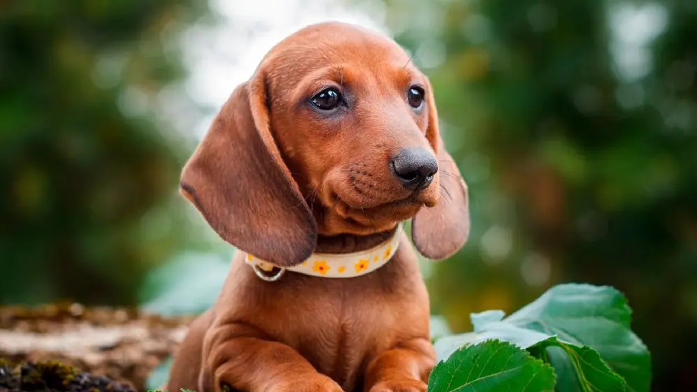 Hay rastreadores que funcionan bien con perros pequeños como el salchicha.