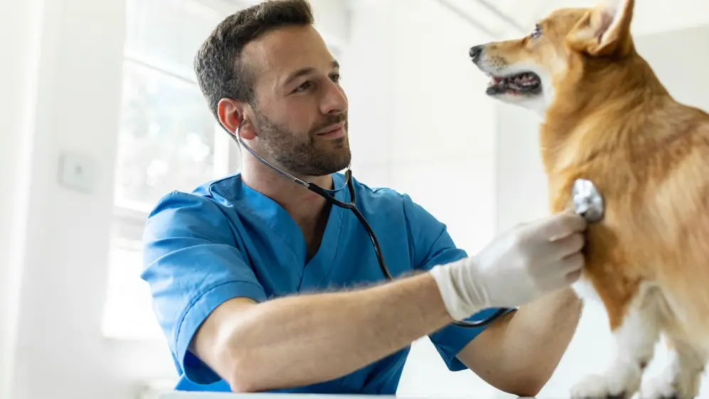 Actualmente, solo el 15% de las mascotas en Argentina reciben atención médica regular y están dentro del sistema de salud veterinario