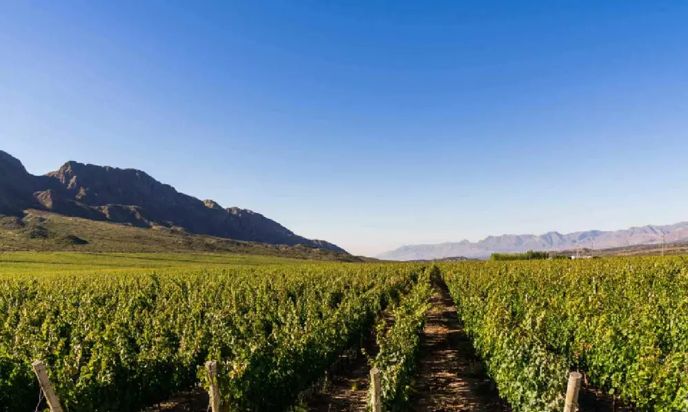 La bodega trabaja los viñedos de manera orgánica