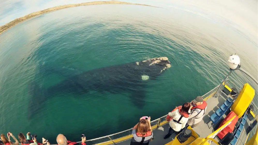 El avistaje de ballenas es, sin dudas, el principal atractivo que tiene Puerto Madryn y alrededores