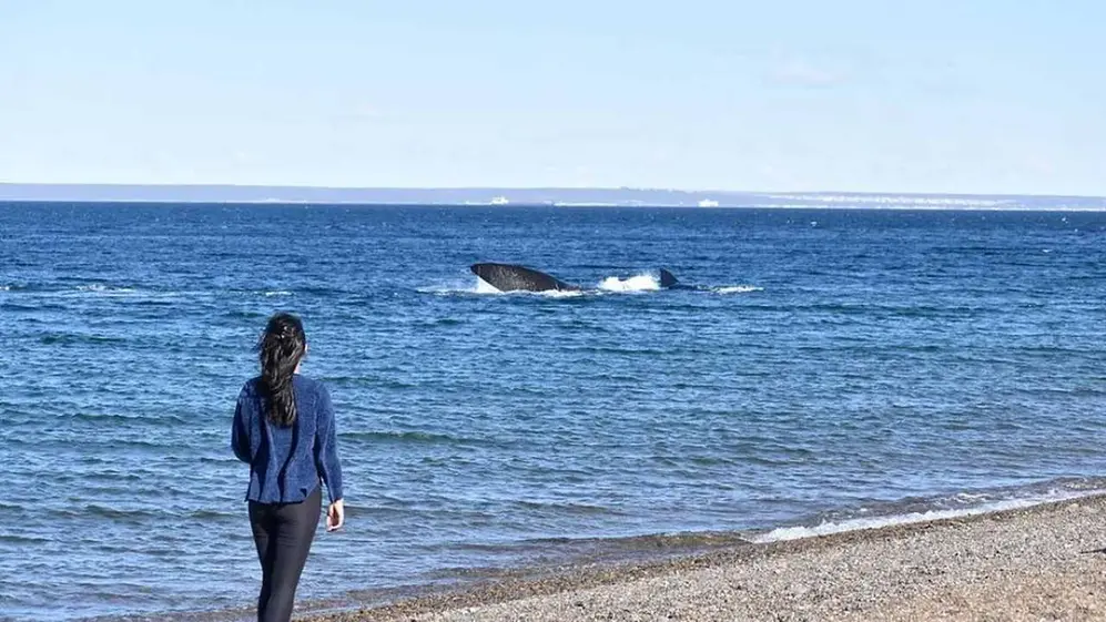 En la playa Las Canteras es posible ver ballenas desde muy cerca
