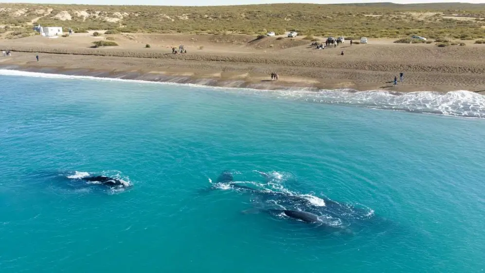 El avistaje de balles hace que sea una playa única