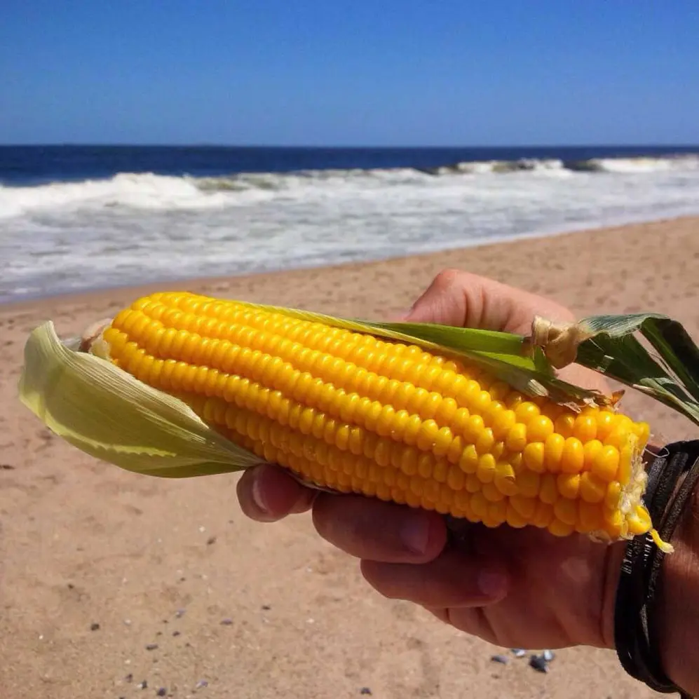 El tradicional choclo playero puede costar hasta más del doble en la costa bonaerense