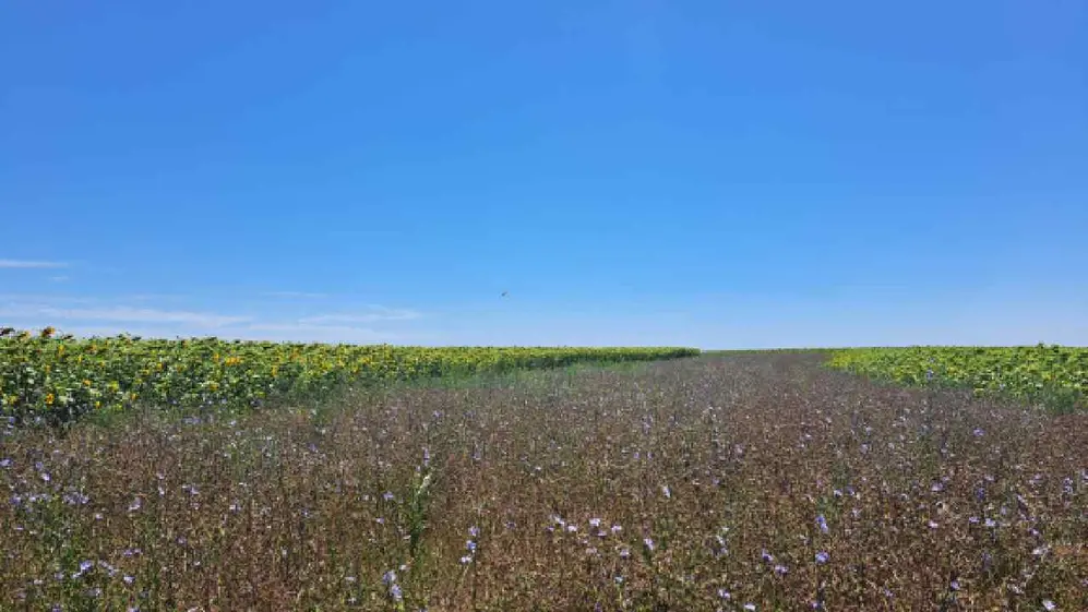 En los últimos 50 años, la cantidad de especies en el planeta se redujo un 68%