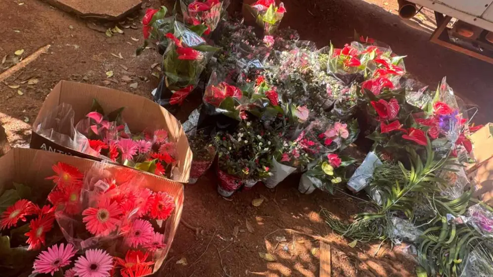 Creció el decomiso de plantas y productos vegetales en puestos de frontera; especialmente, Misiones