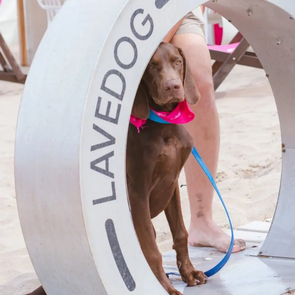 Lavedog lanzó un modelo playero para enjuague rápido y ya está en Nyra Beach, Mar del Plata