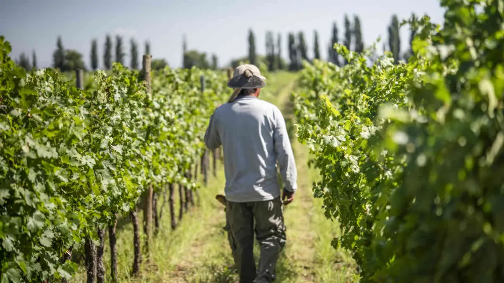 Los mismos viticultores trabajan cada célula hace 20 años, conociendo cada planta a la perfección