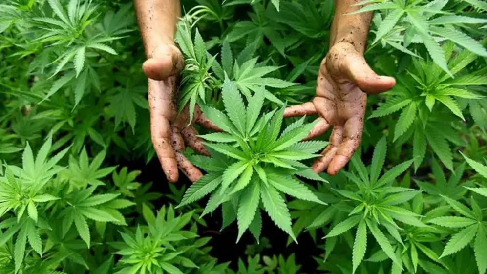 El 79% de quienes consultan por cannabis medicinal en Argentina sufre dolor crónico