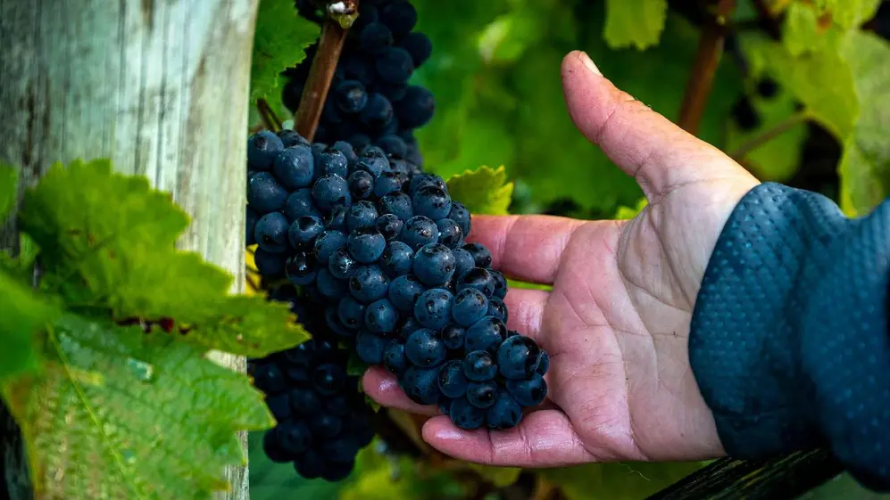 vino